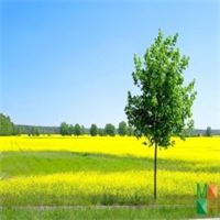 Tranh dán tường cho phòng khách đẹp tại Hà Nội NA - 256