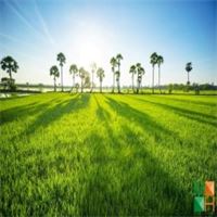 Tranh dán tường cho phòng khách đẹp tại Hà Nội NA - 259