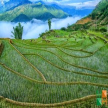 Tranh dán tường cho phòng khách đẹp tại Hà Nội NA - 264