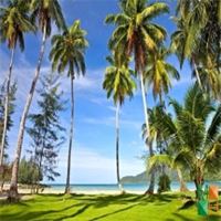 Tranh dán tường cho phòng khách đẹp tại Hà Nội NA - 267