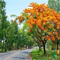 Tranh dán tường Hàn Quốc 3d khổ lớn tại Hà Nội NA - 203