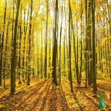 Tranh dán tường cho phòng khách đẹp tại Hà Nội NA - 413