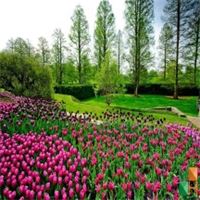 Tranh dán tường Hàn Quốc 3d khổ lớn tại Hà Nội NA - 229