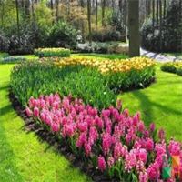 Tranh dán tường Hàn Quốc 3d khổ lớn tại Hà Nội NA - 234