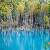 Tranh giấy dán tường phòng khách đẹp tại Hà Nội NA - 381