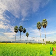  Tranh giấy dán tường phòng khách đẹp tại Hà Nội NA - 384