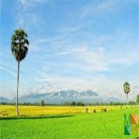 Tranh dán tường phòng khách đẹp tại Hà Nội NA - 385 