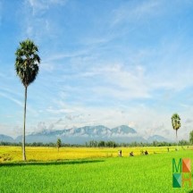  Tranh dán tường phòng khách đẹp tại Hà Nội NA - 385 