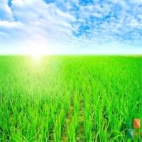 Tranh dán tường phòng khách đẹp tại Hà Nội NA - 387