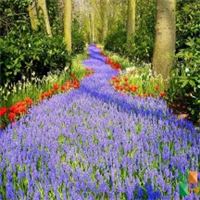 Tranh dán tường Hàn Quốc 3d khổ lớn tại Hà Nội NA - 242