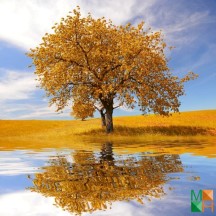 Tranh dán tường phòng khách Hàn Quốc đẹp NA - 419