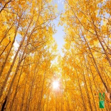 Tranh dán tường phòng khách Hàn Quốc đẹp NA - 421