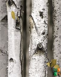 Giấy dán tường họa tiết thân cây độc đáo 87009-1