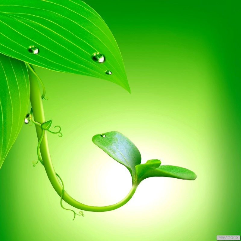 Tranh dán tường phòng bếp