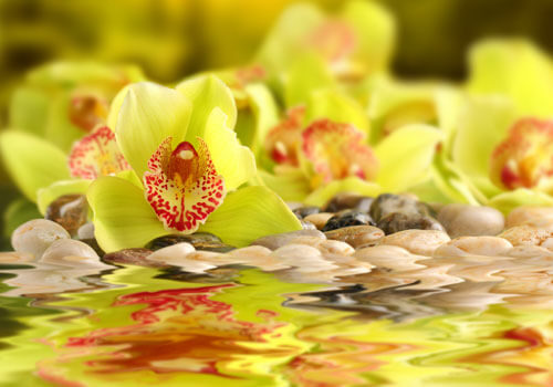 Tranh dán tường spa013